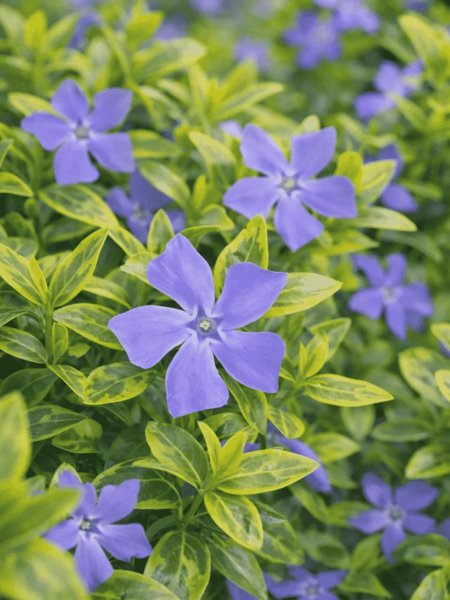 Барвинок малый Aureovariegata