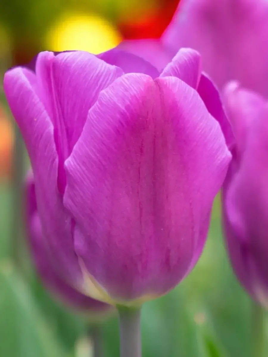 Тюльпан Purple Flag