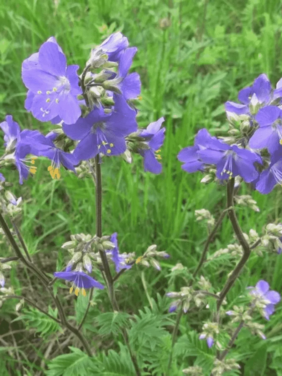 Синюха голубая Blue