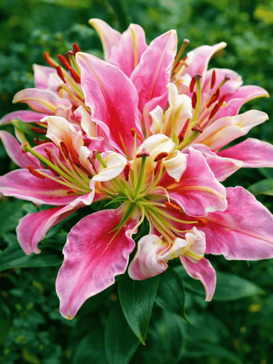 Лилия Parrot Pink Cariba