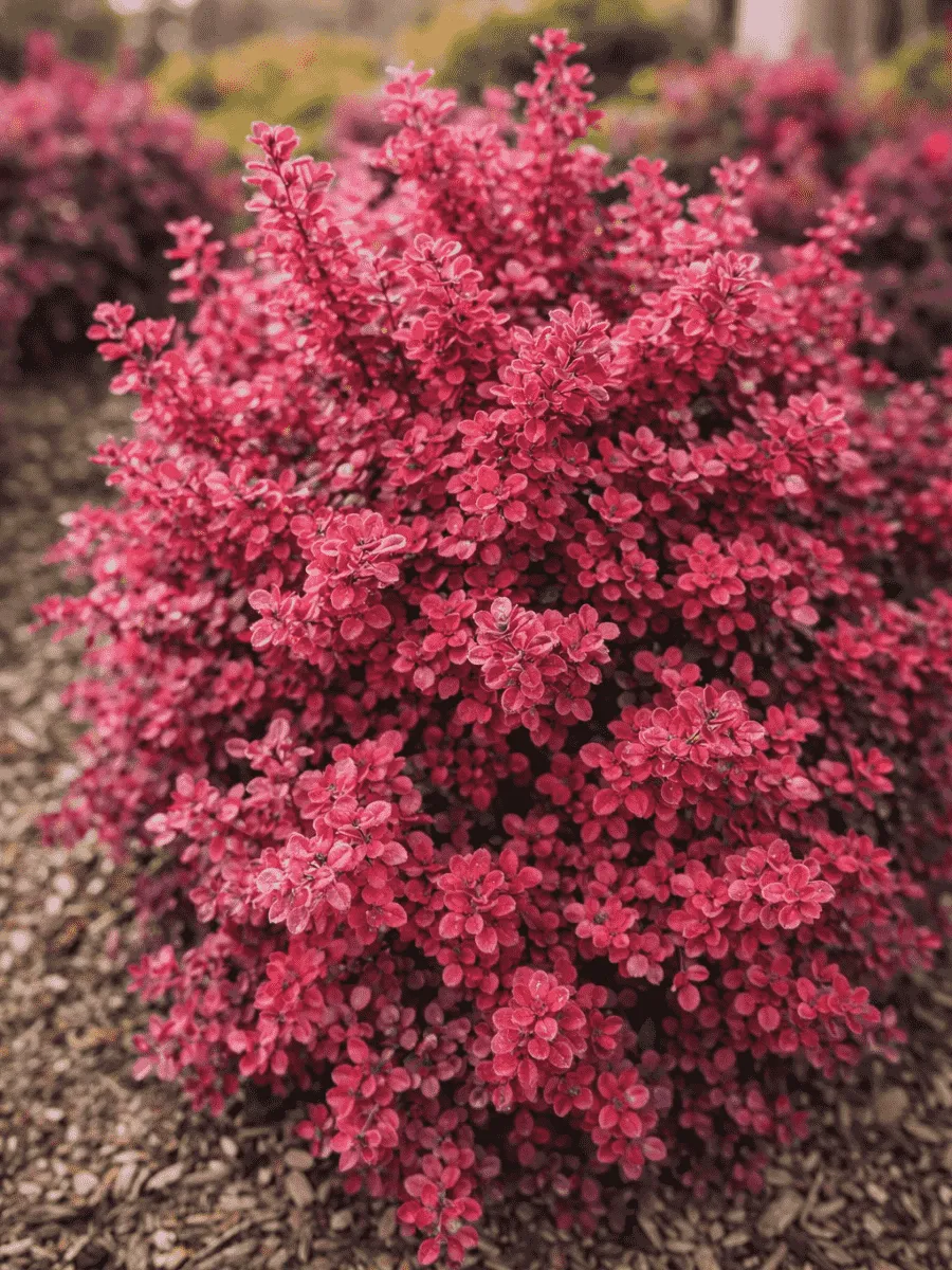 Барбарис Тунберга Ruby Star