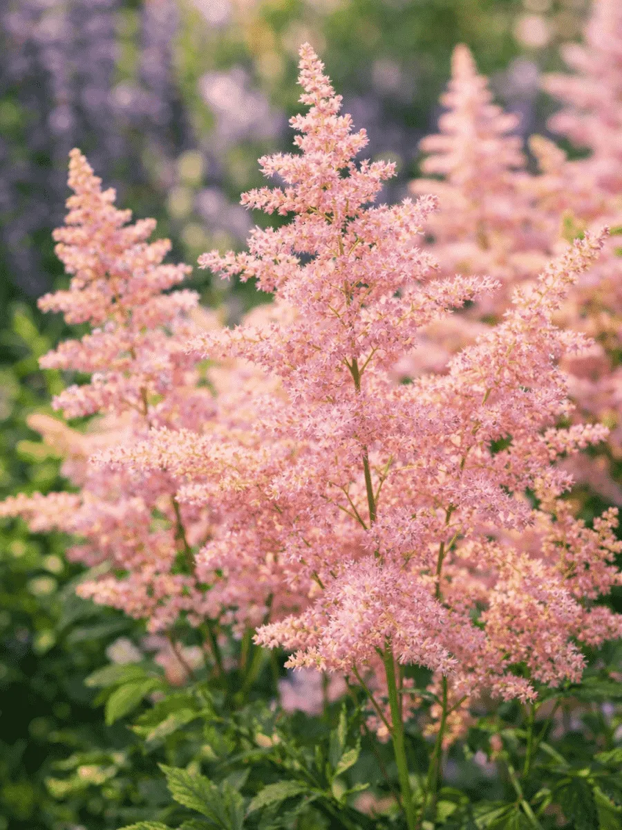 Астильба японская Peach Blossom