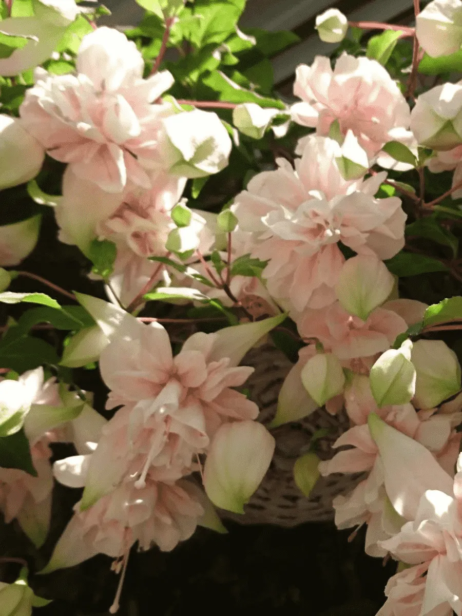 Фуксия ампельная Pink Marshmallow