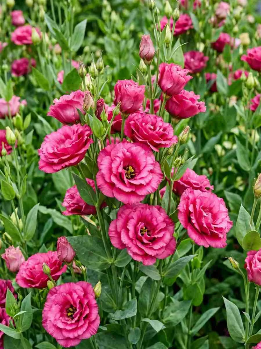 Лизиантус Advantage 2 Cherry Sorbet