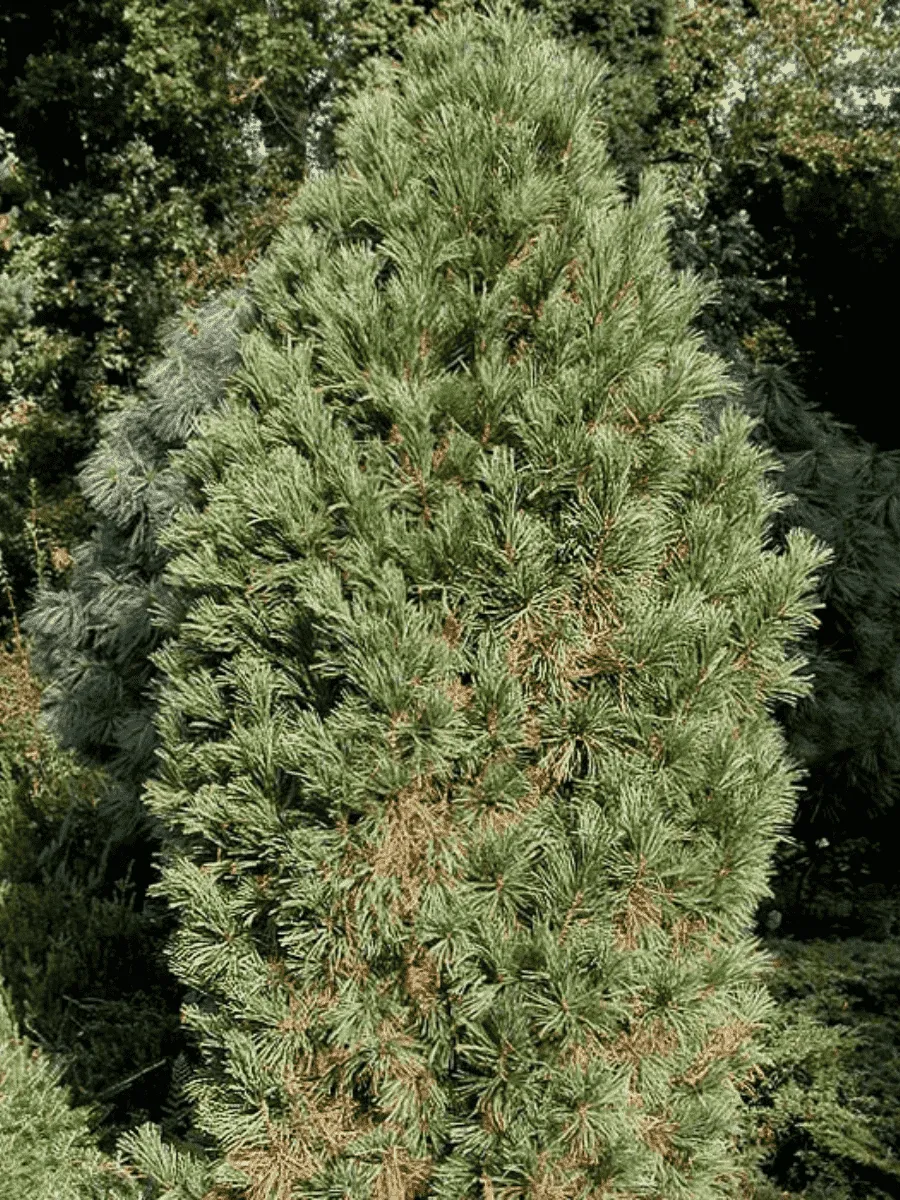 Сосна кедровая Stricta
