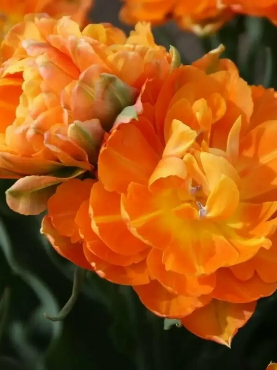 Тюльпан Махровый Monte Orange