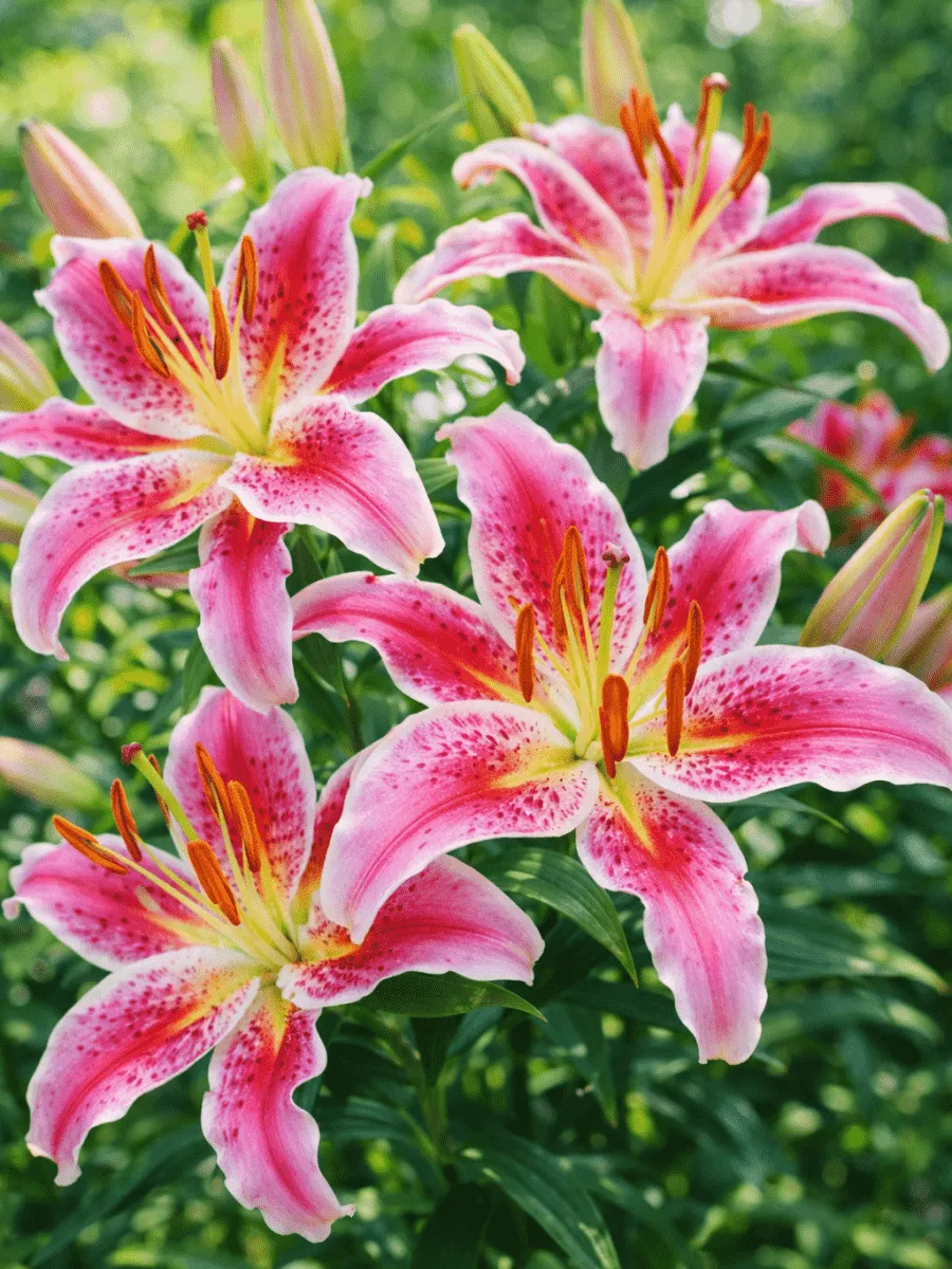 Лилия Mero Star