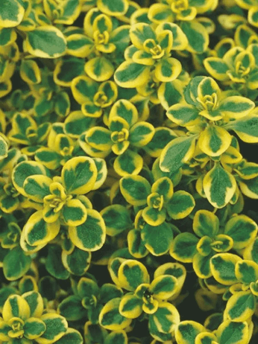 Тимьян лимоннопахнущий Mystic Lemon