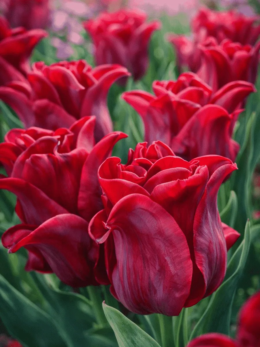 Тюльпан Red Dress