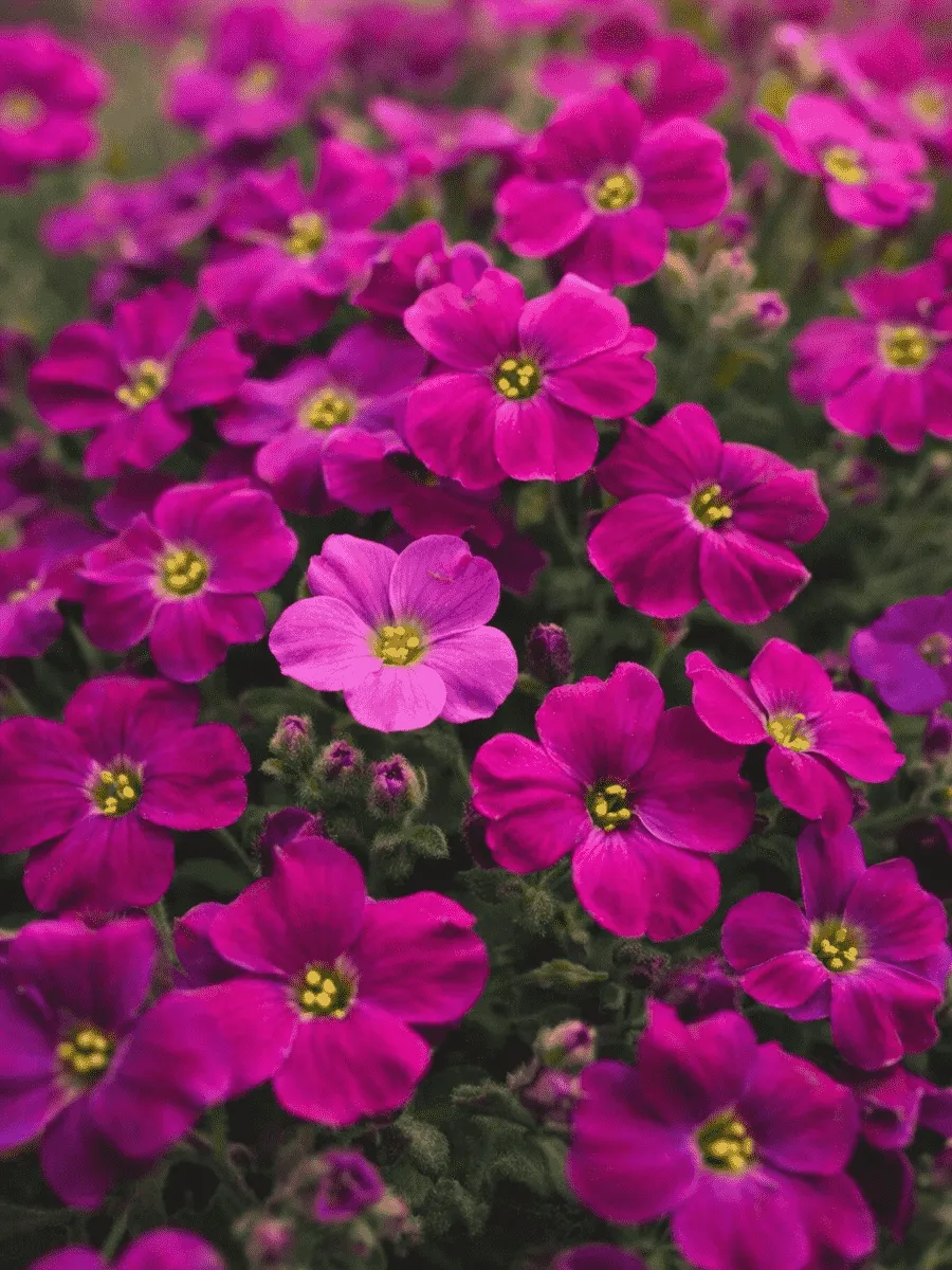 Аубриета Audrey Red Purple