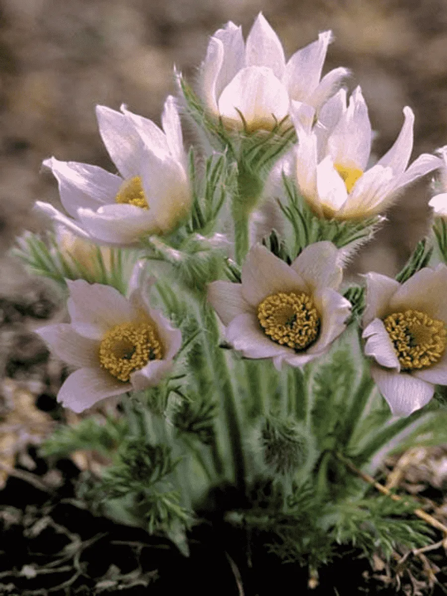 Прострел обыкновенный Perlen Glocke