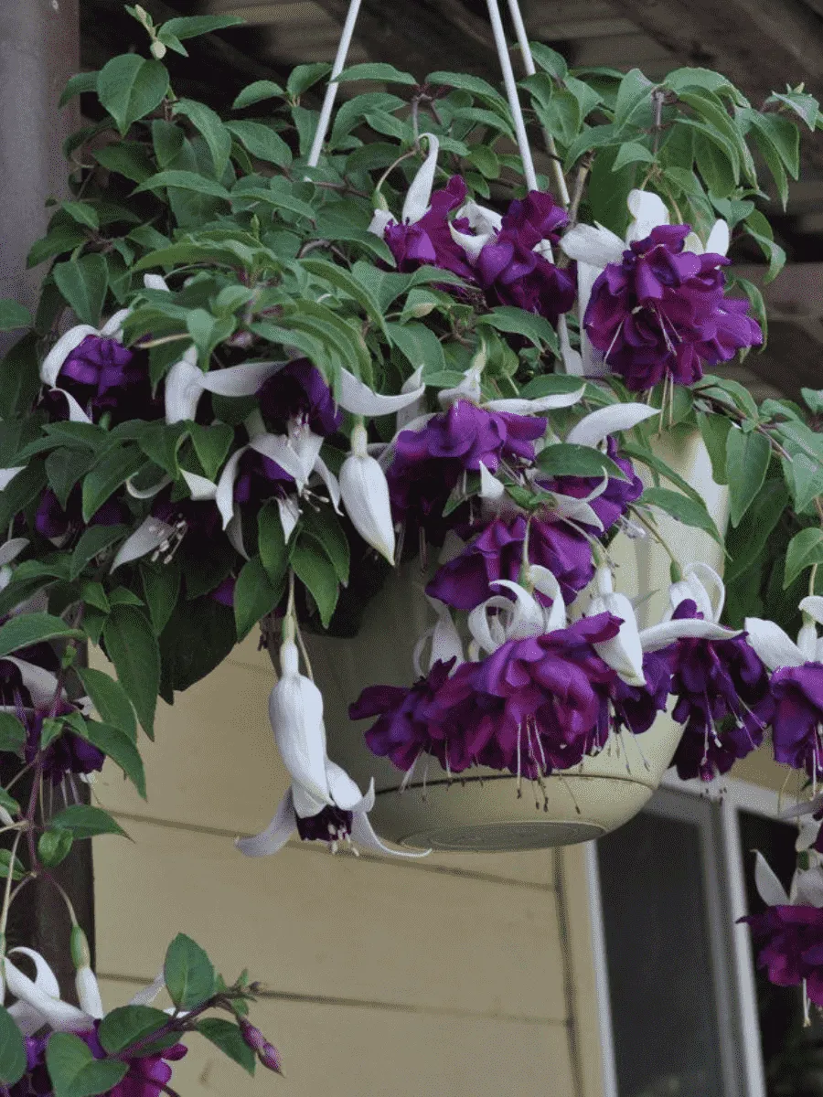 Фуксия ампельная Deep purple