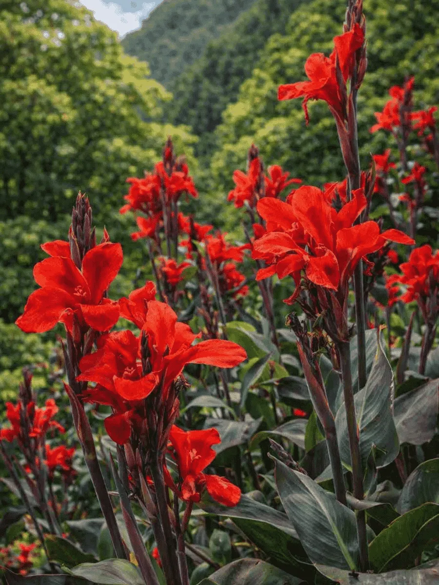 Канна  Black Knight
