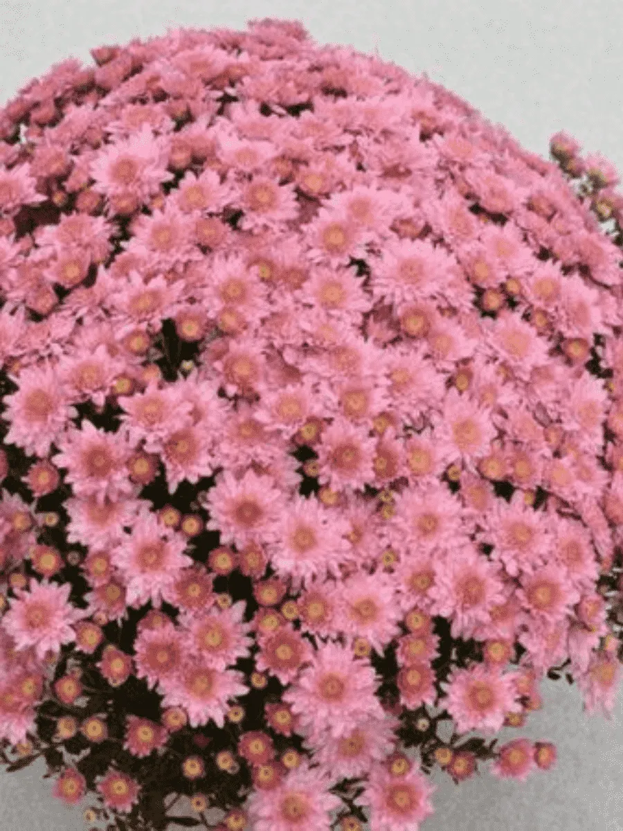 Хризантема мелкоцветковая Baby mum pink