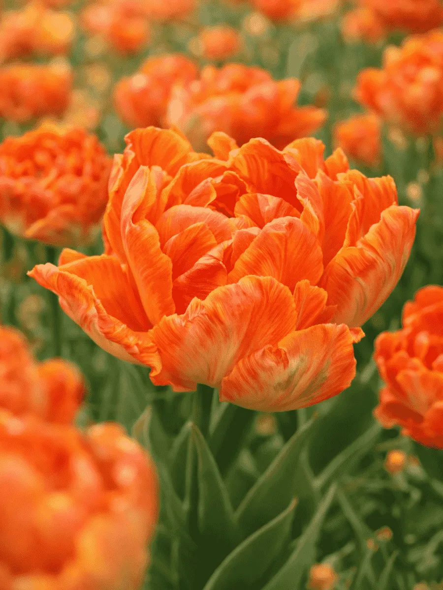 Тюльпан Orange Rococo
