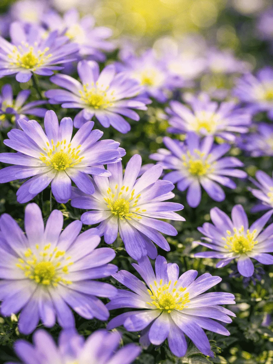 Анемона Violet Star