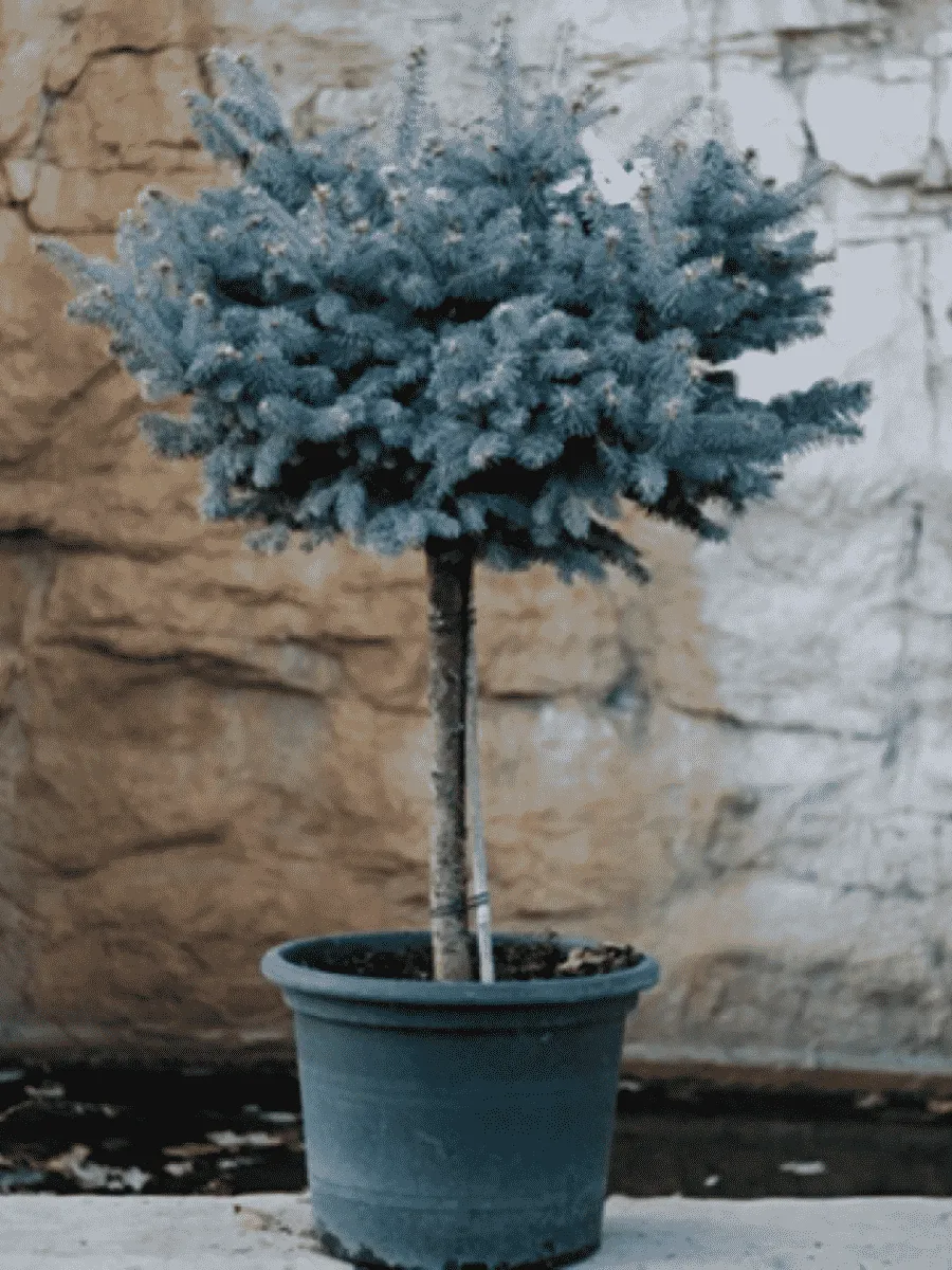 Ель колючая Glauca Globosa на штамбе 40-60 см