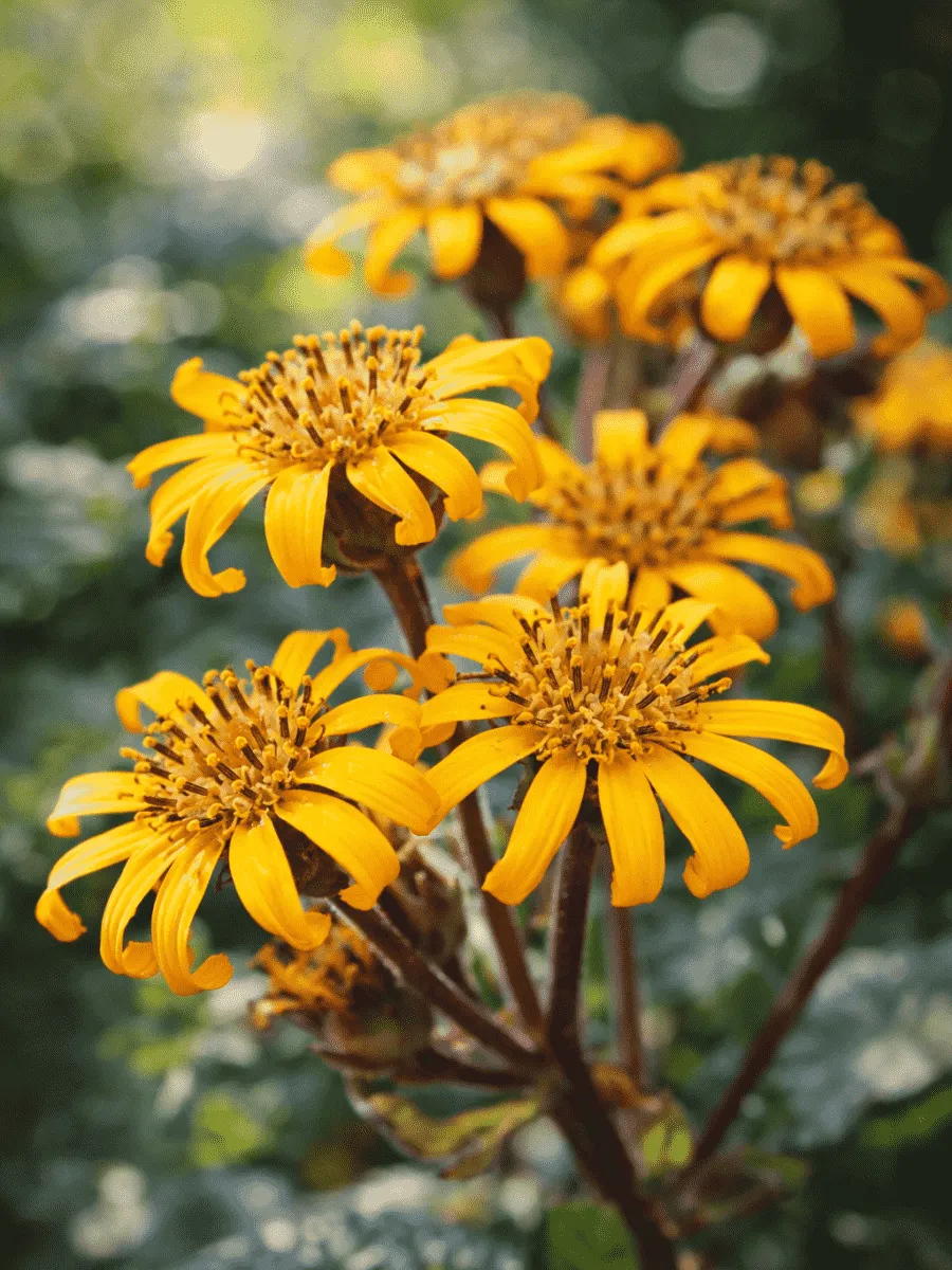 Бузульник зубчатый Dark Beauty