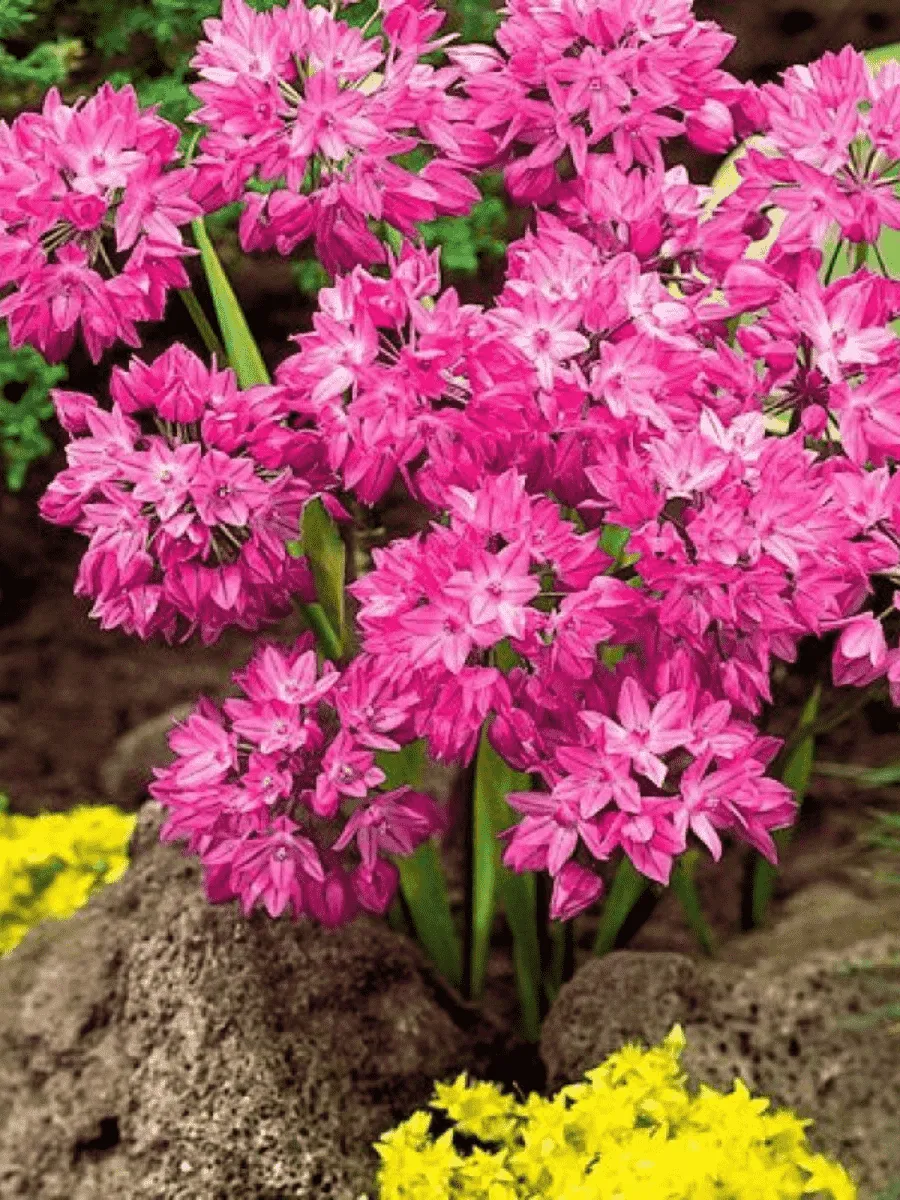 Лук декоративный Oreophilum