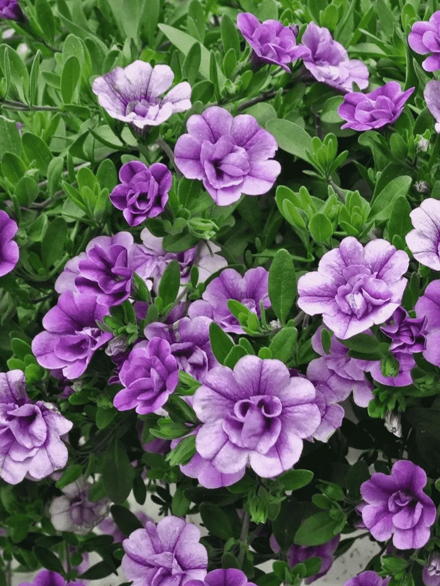 Калибрахоа махровая M.F. Neo Double Loopy Lavender