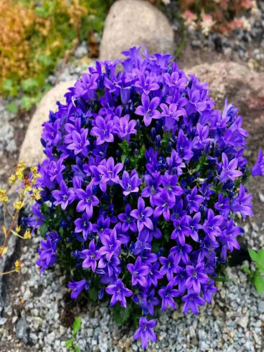 Колокольчик Портеншлага Catharina