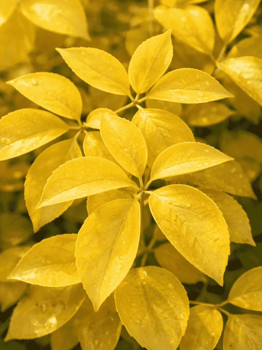 Виноград девичий Yellow Wall