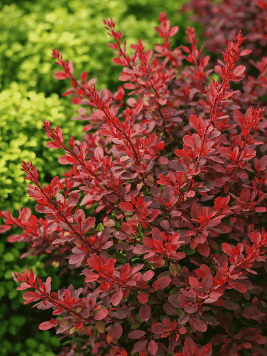 Барбарис Тунберга Barberry