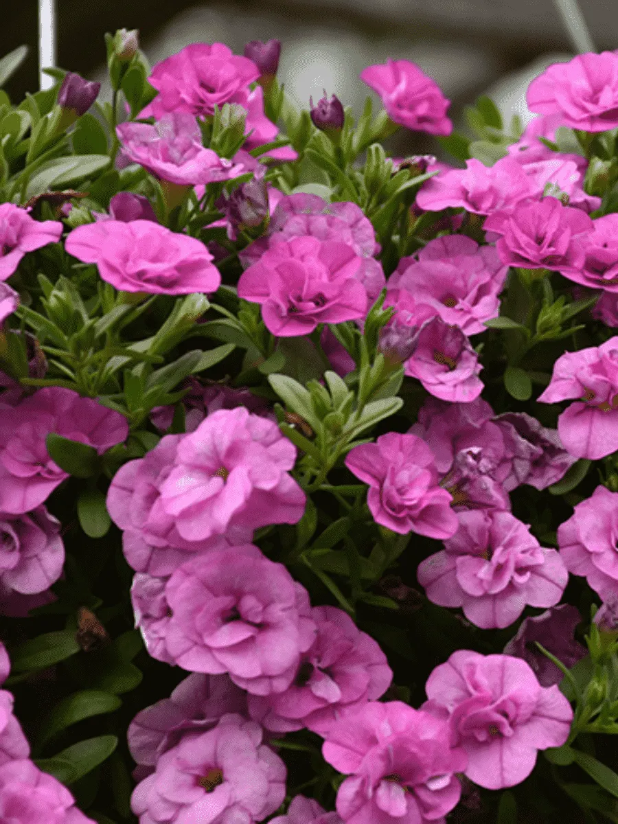 Калибрахоа махровая M.F. Uno Double Pink