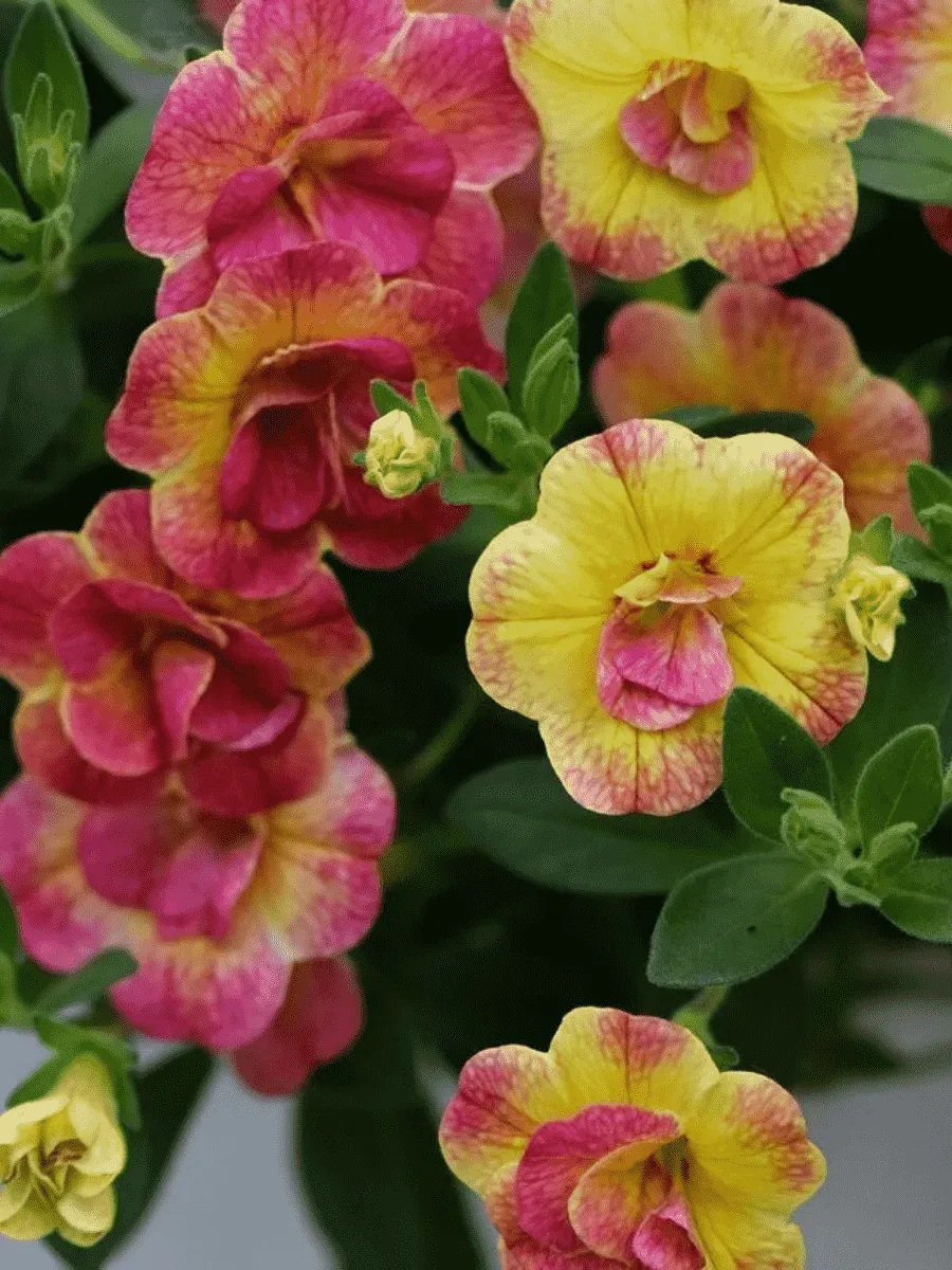 Калибрахоа Chameleon Double Pink Yellow