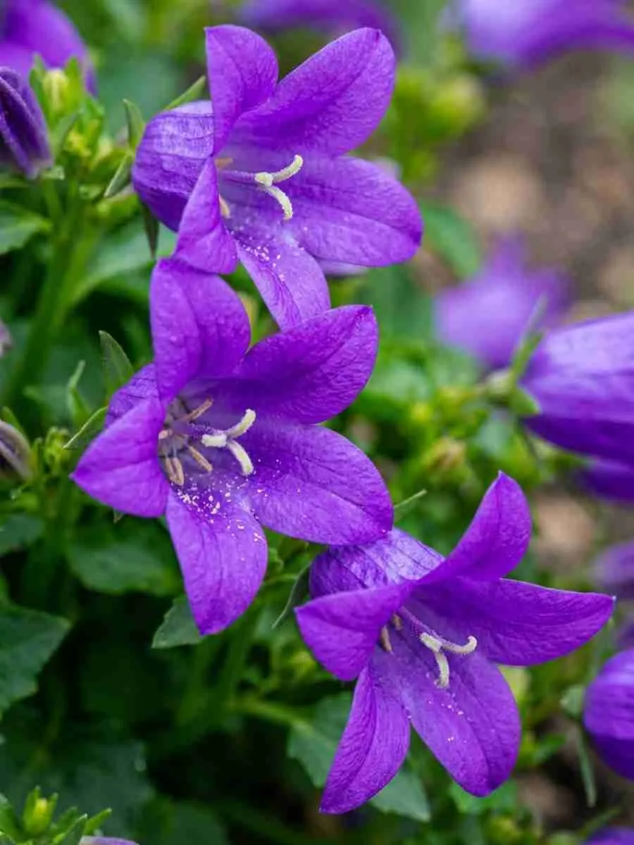 Колокольчик Портеншлага Clockwise Deep Blue