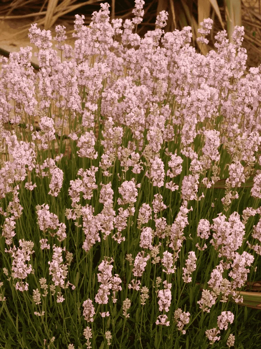 Лаванда узколистная Loddon Pink