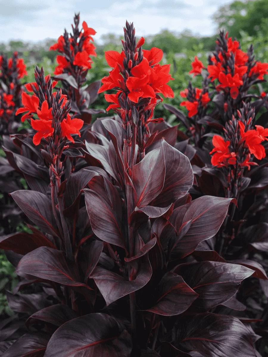 Канна  Black Knight