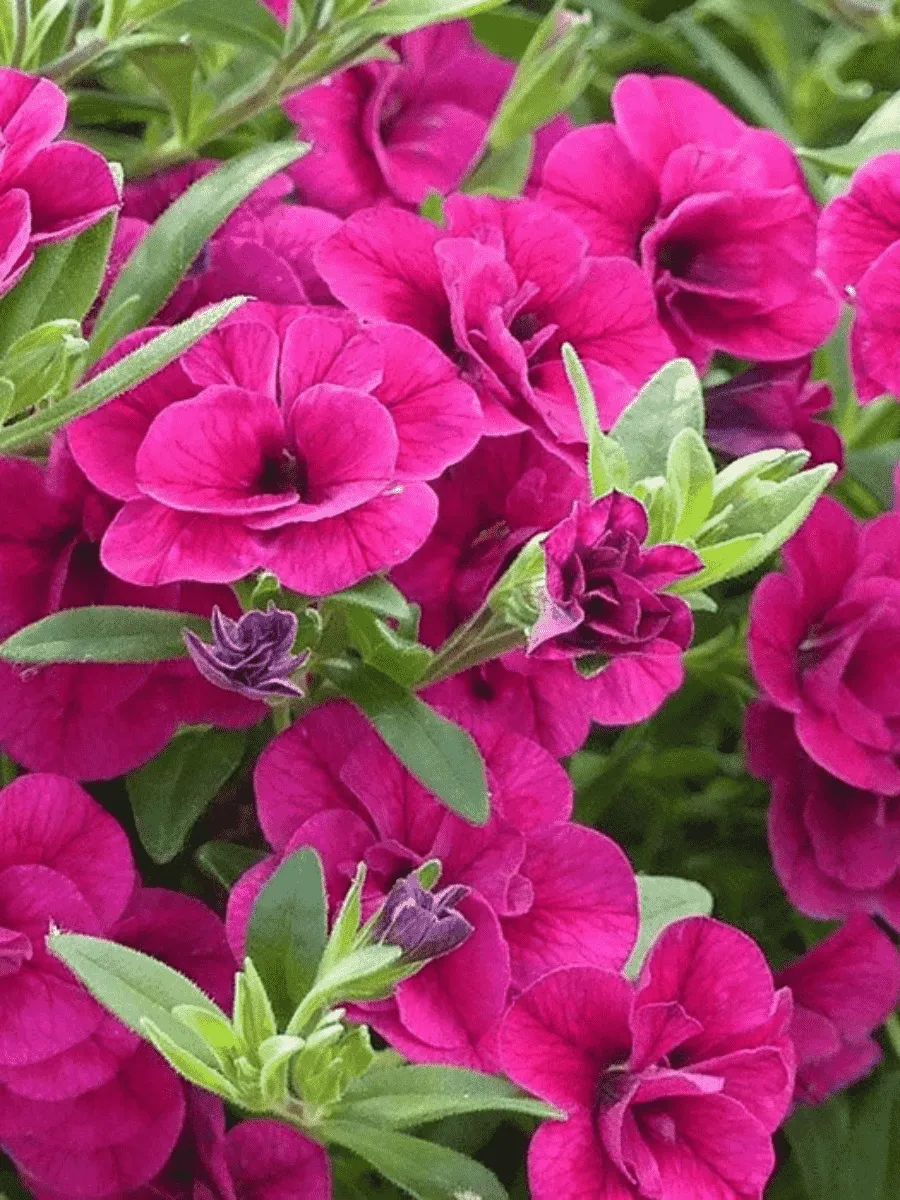 Калибрахоа Colibri Double Violet