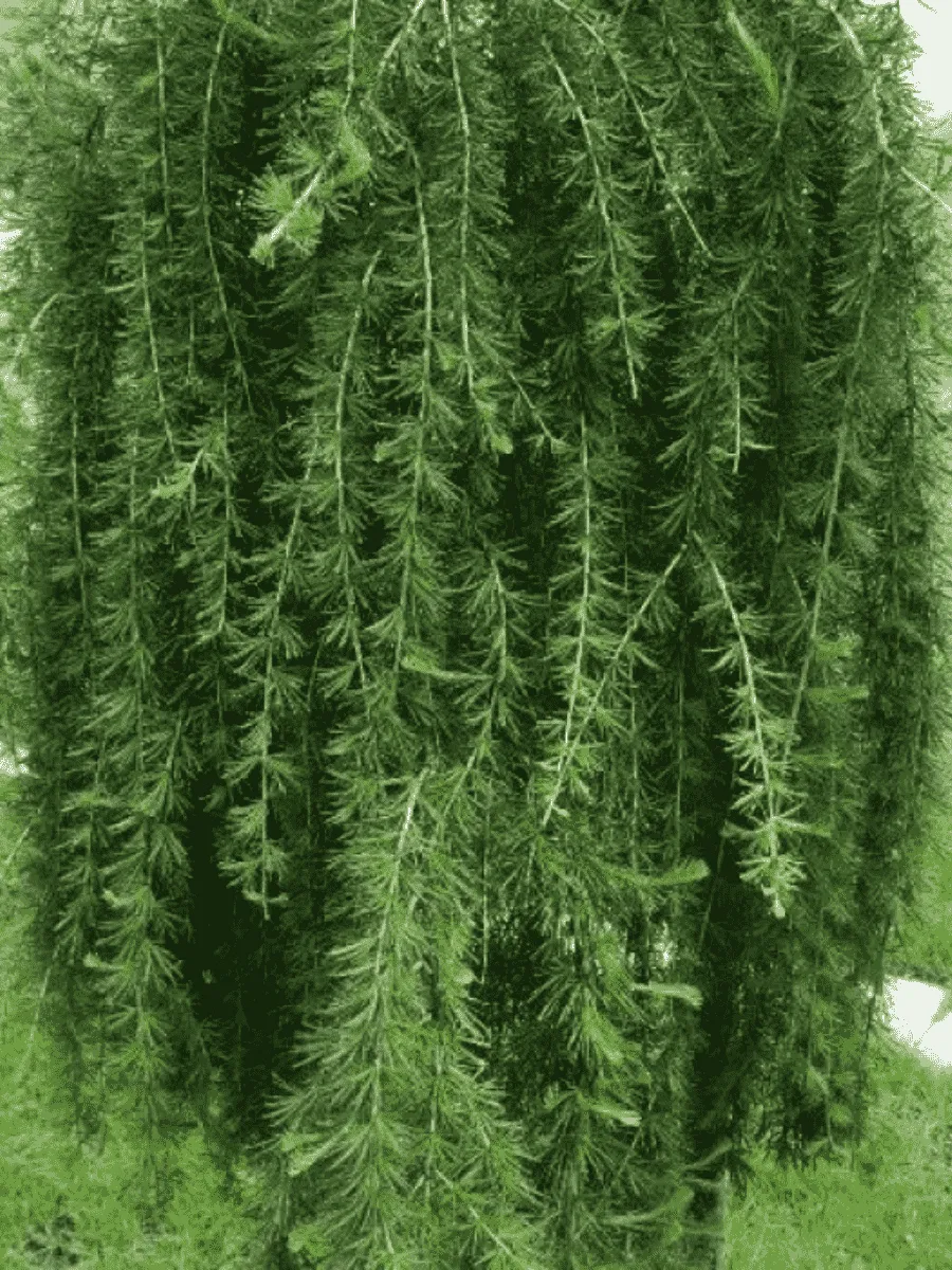 Лиственница европейская Repens