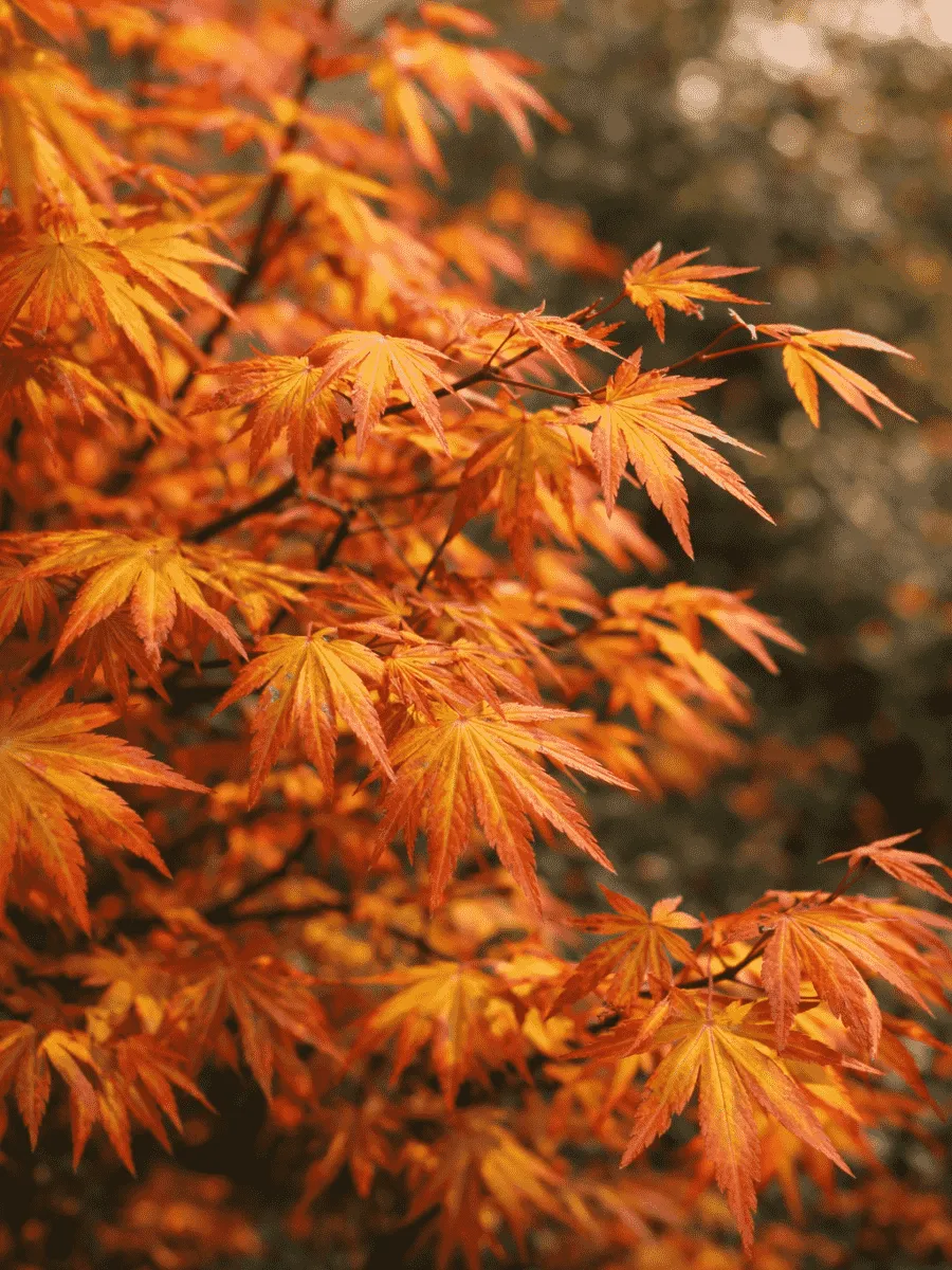 Клен веерный Orange Dream