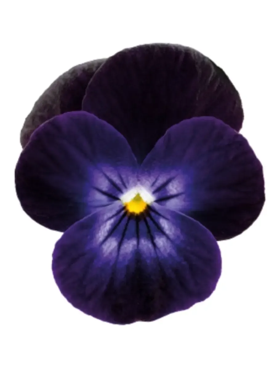 Виола рогатая  Admire Purple White Face