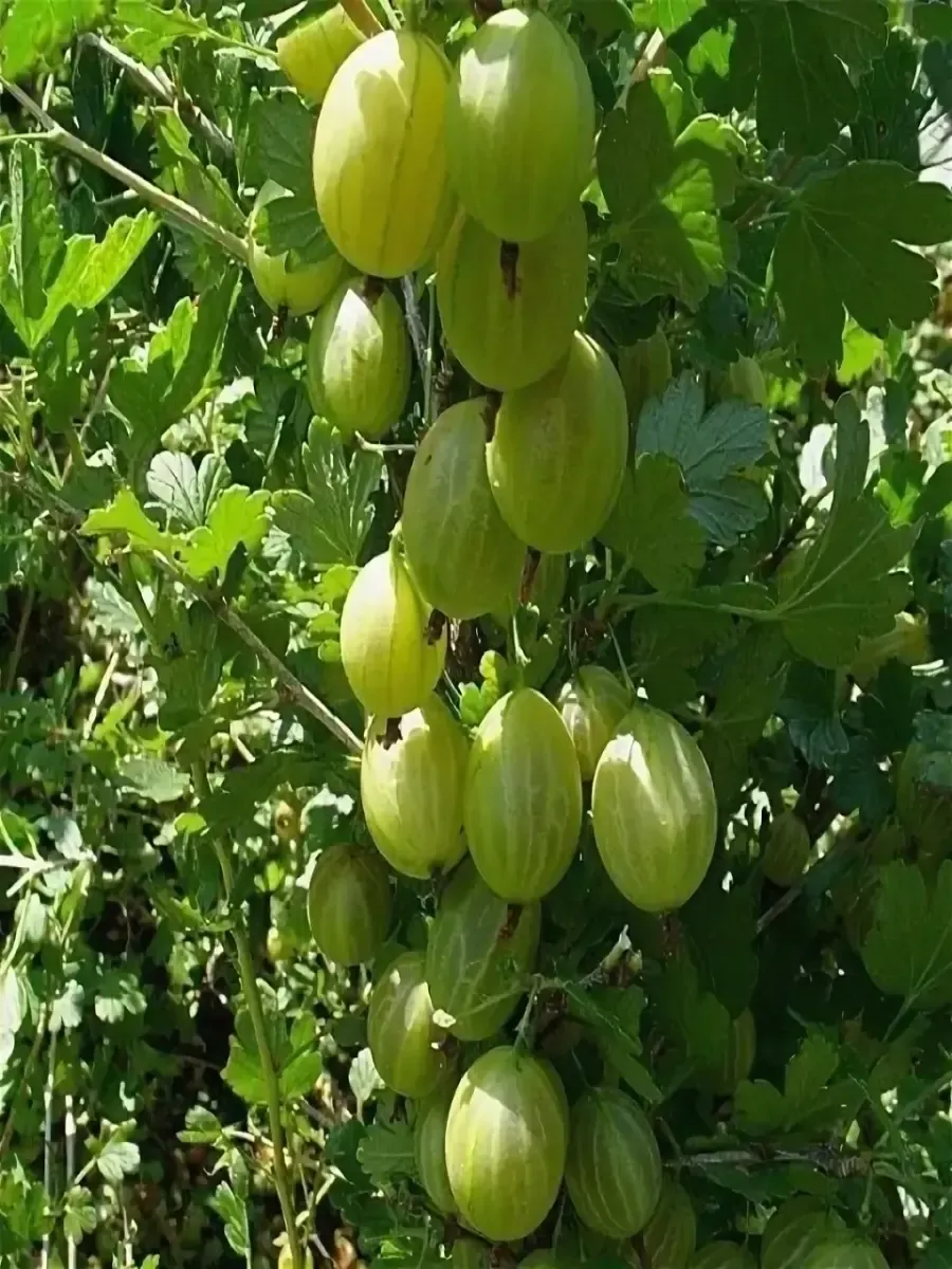 Крыжовник Надёжный