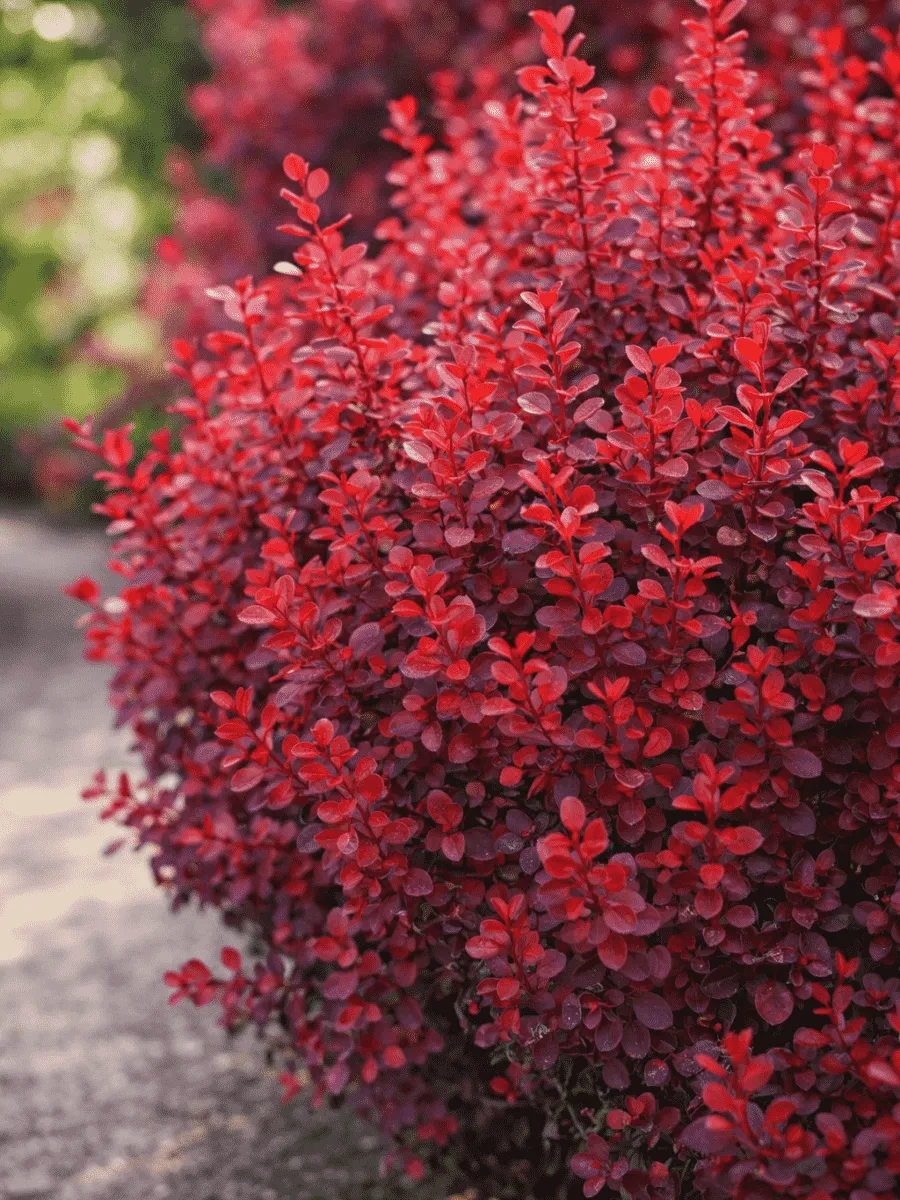 Барбарис Тунберга Barberry