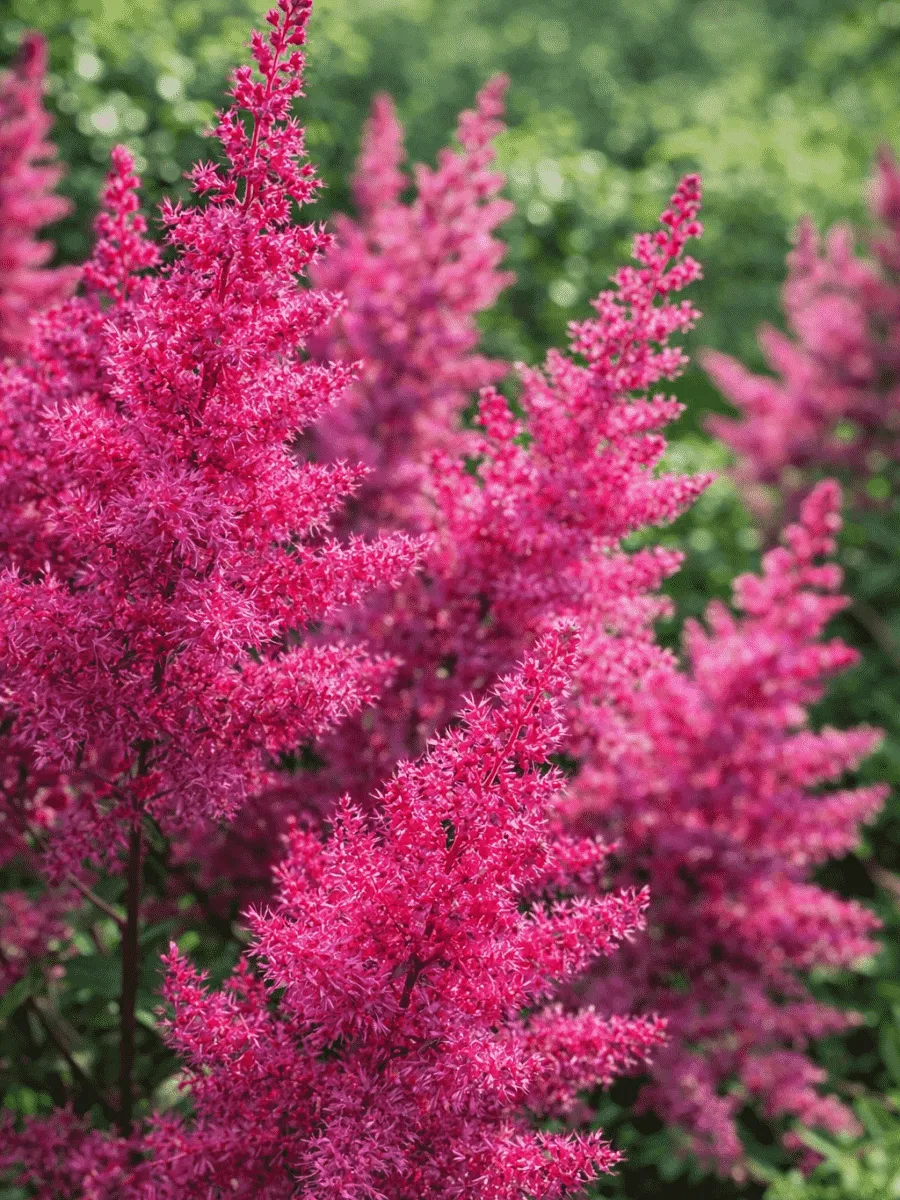 Астильба Арендса Gloria Purpurea