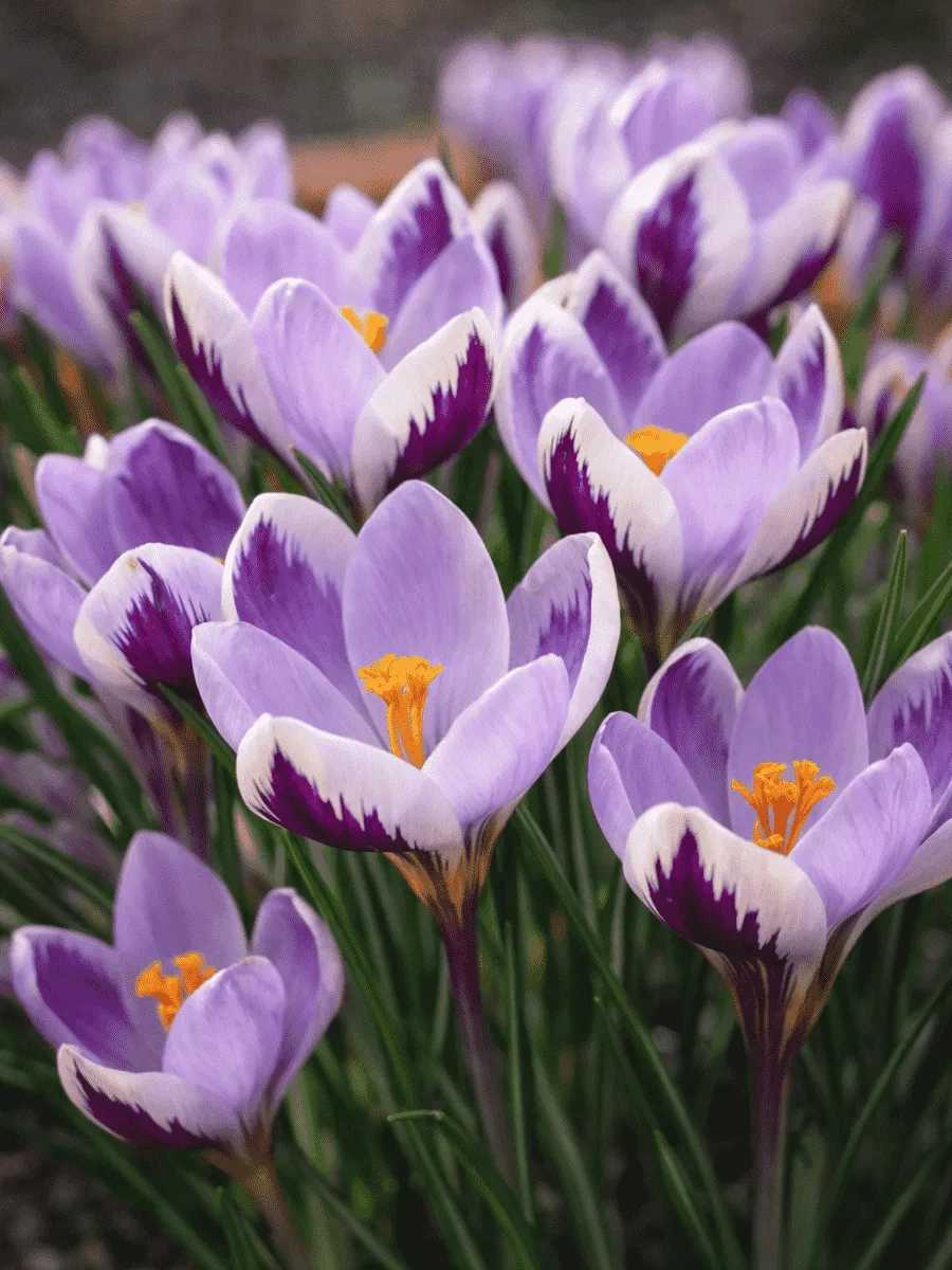 Крокус Early Spring Beauty