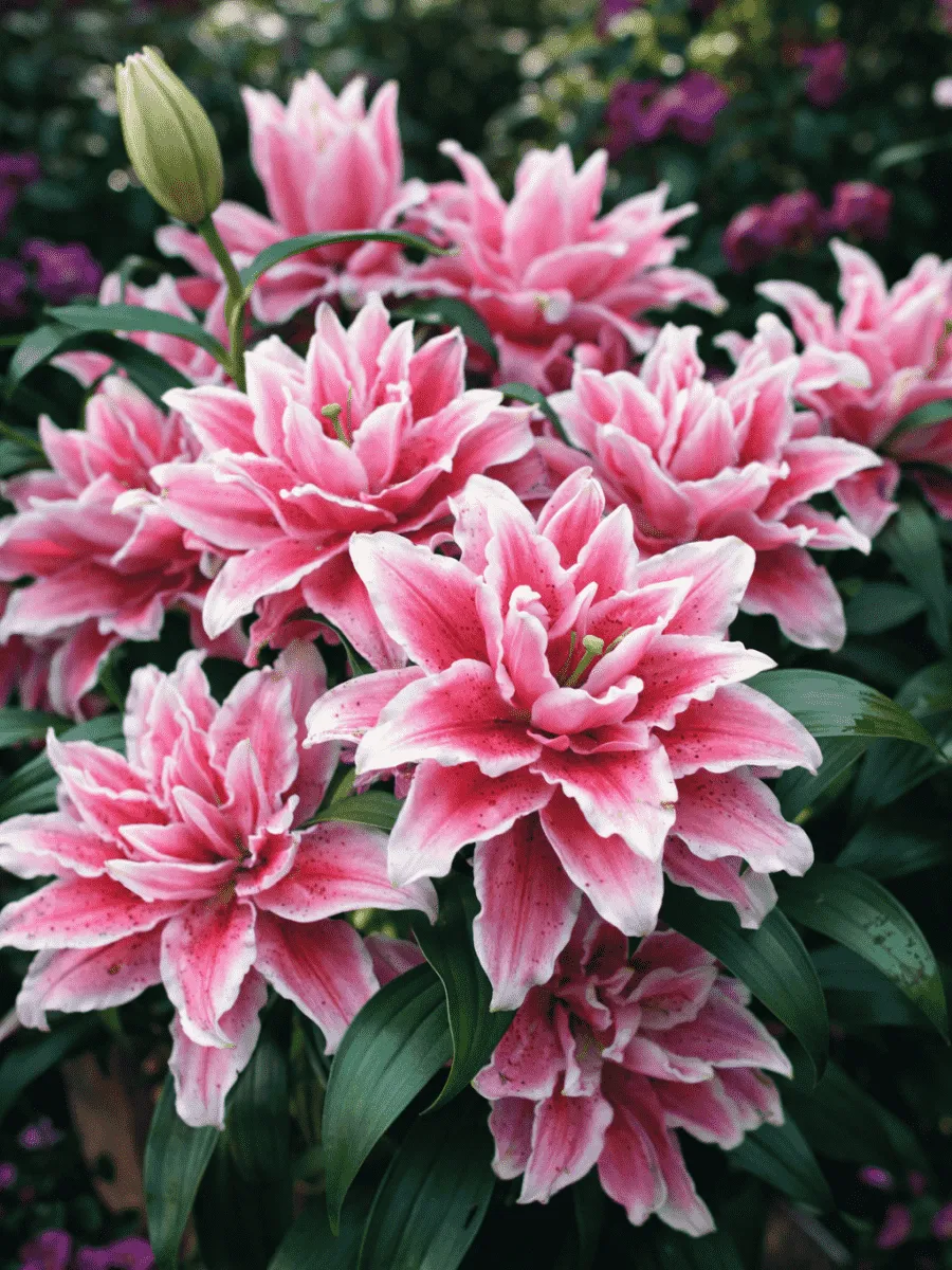 Лилия Roselily Samantha