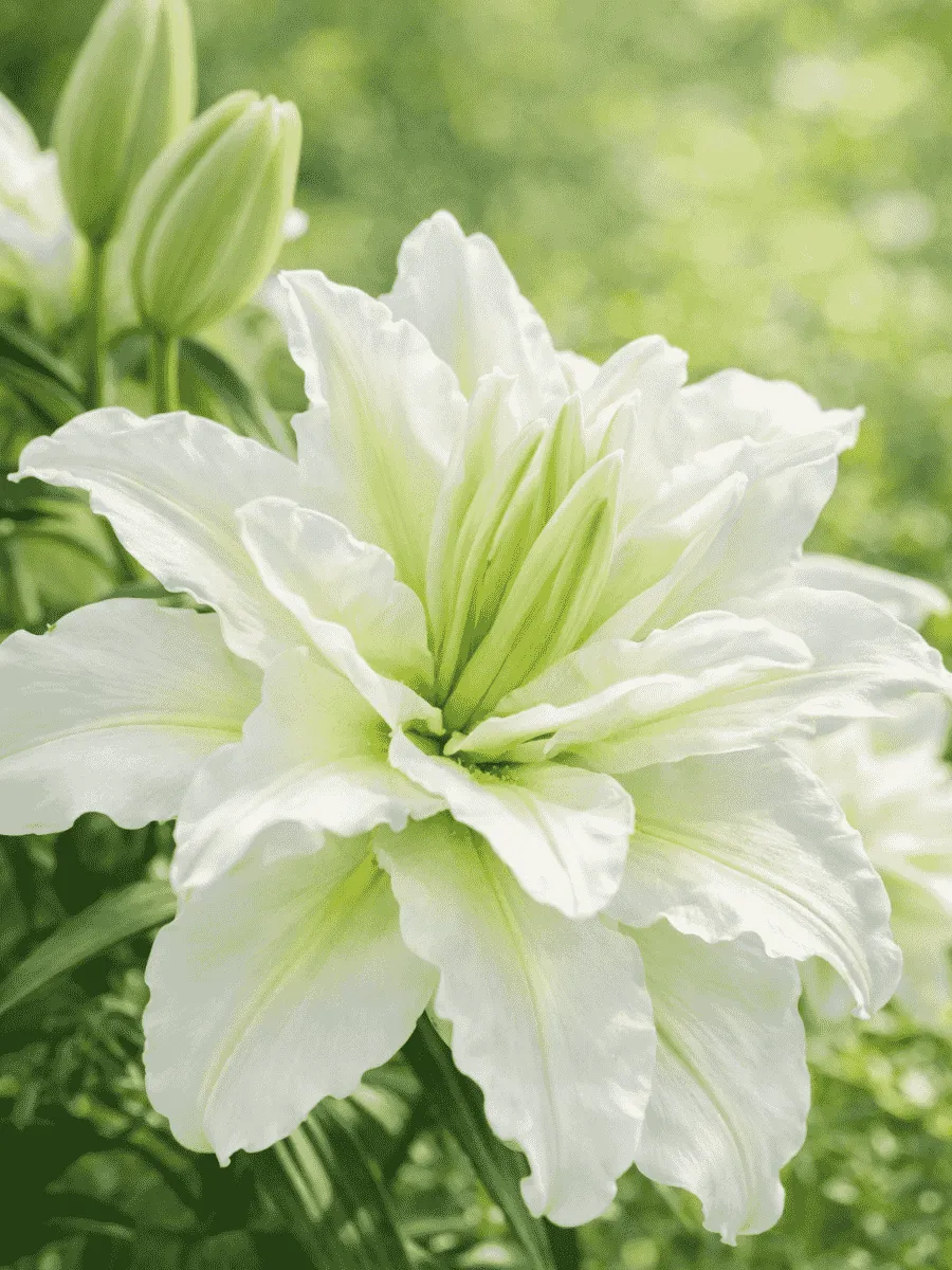 Лилия Roselily Eleonora