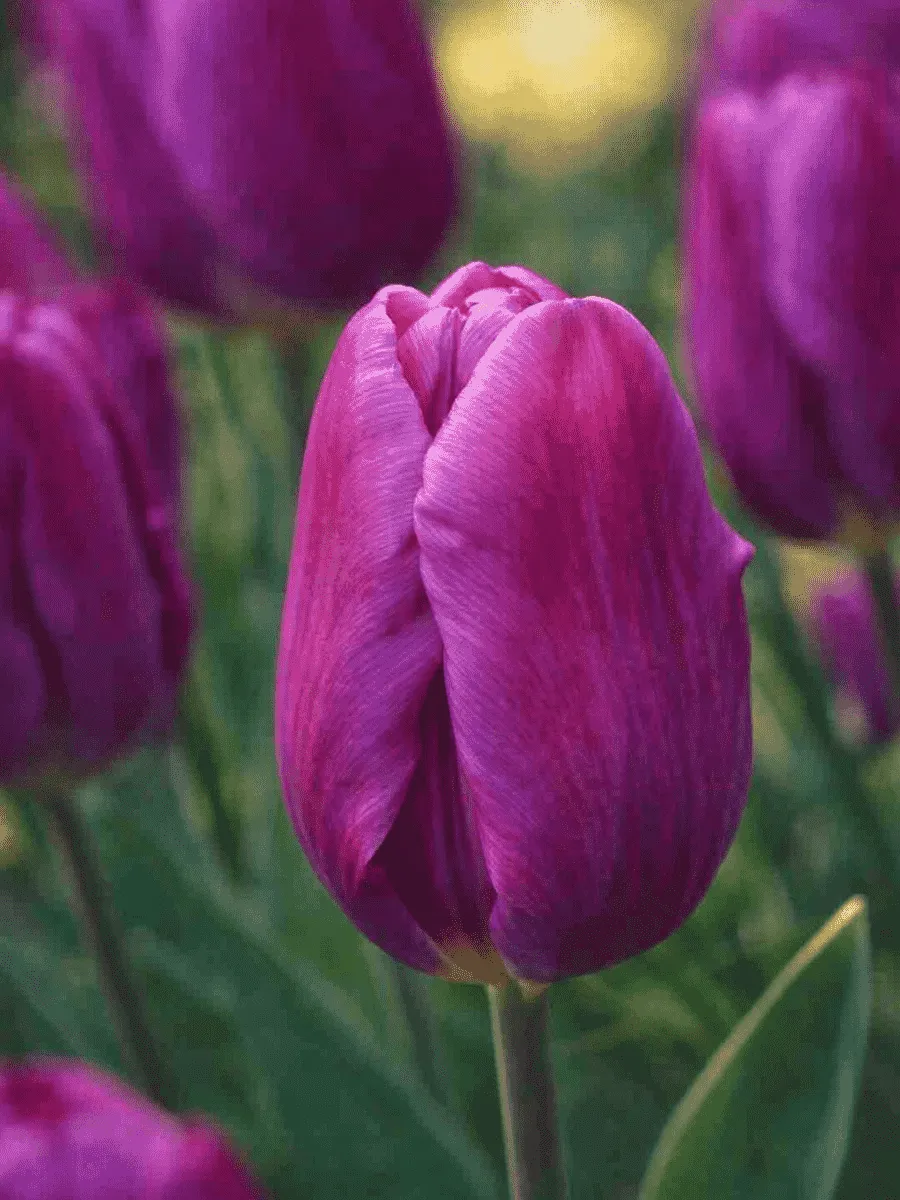 Тюльпан ранний Purple Prince