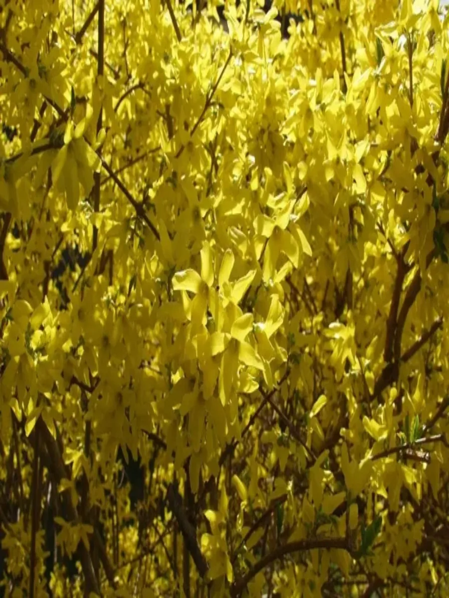 Форзиция яйцевидная  Tetragold