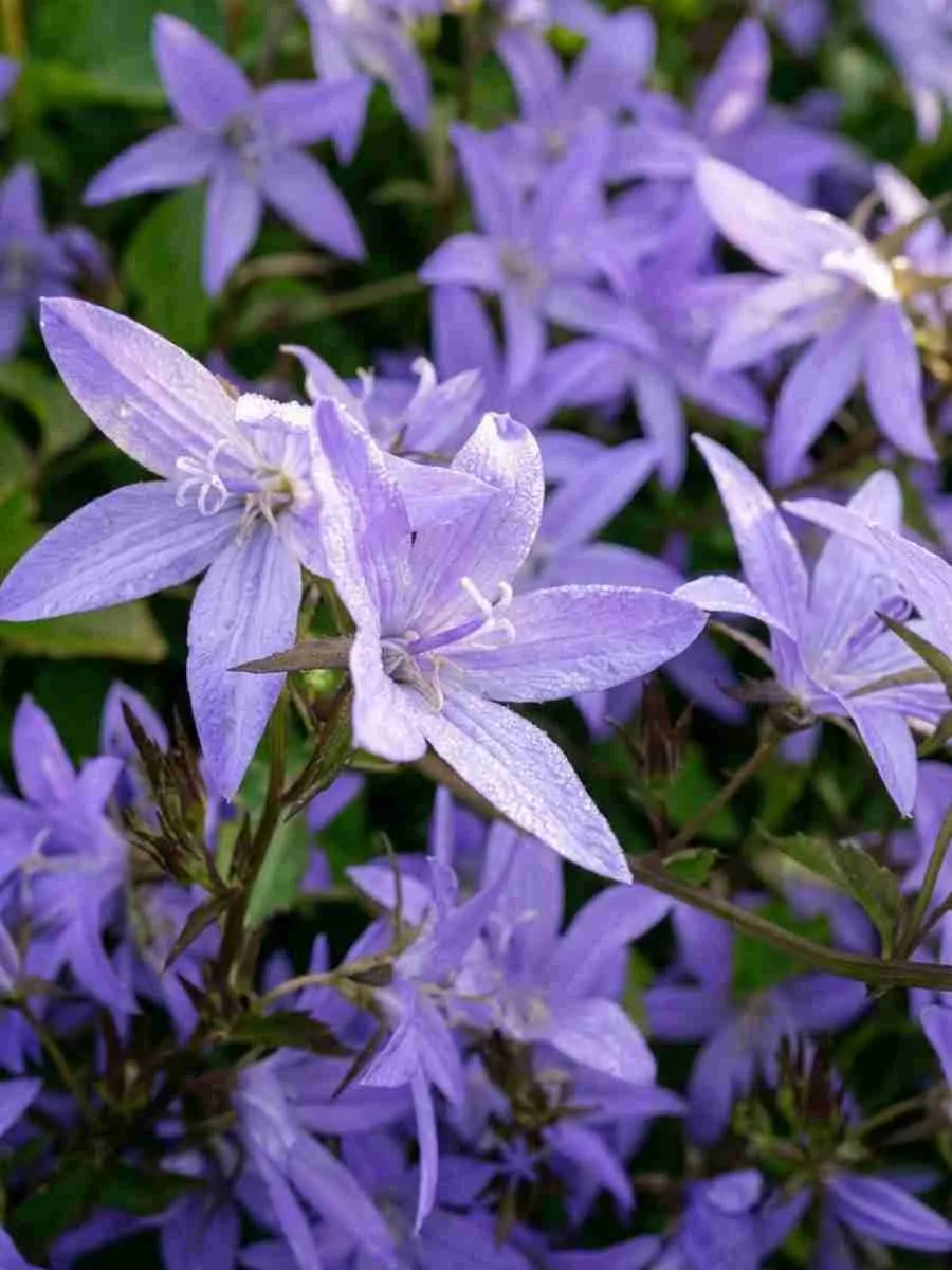 Колокольчик пожарского Lagoon Blue