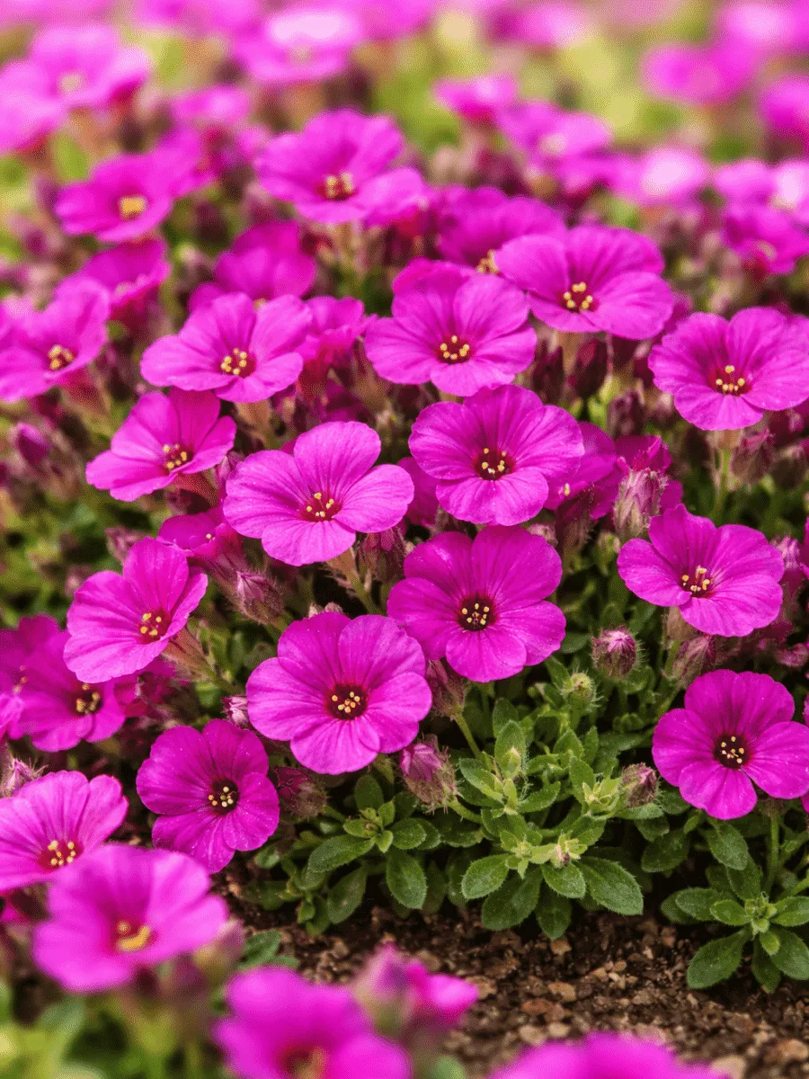 Аубриета Florado Neon Pink