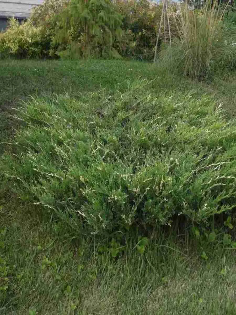 Можжевельник горизонтальный Variegata