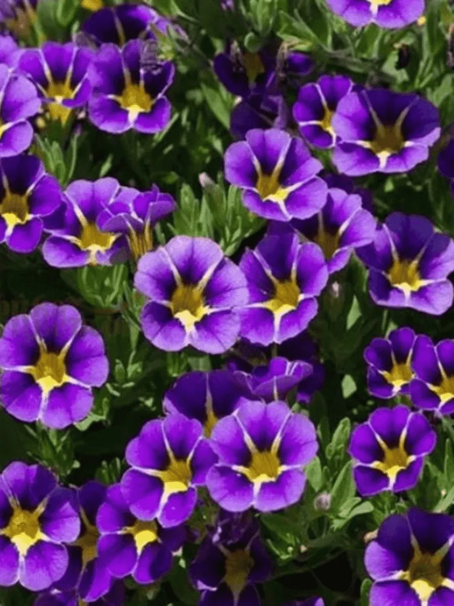 Калибрахоа Rave Blue Bicolor
