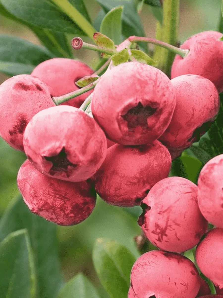 Голубика высокорослая Pink Lemonade