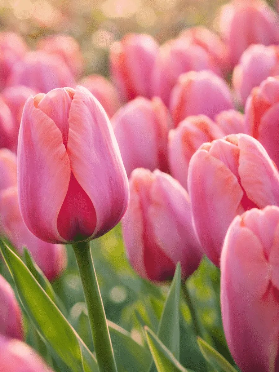 Тюльпан триумф Holland Beauty